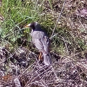 Manorina melanocephala at Fadden, ACT - Today by Mike
