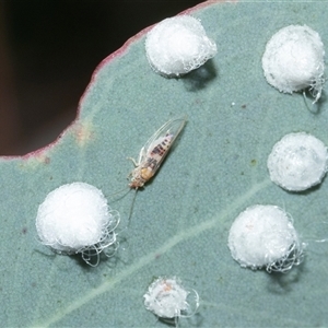 Unverified Insect at Scullin, ACT - 12 Oct 2025 by AlisonMilton