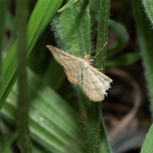 Scopula rubraria (Reddish Wave, Plantain Moth) at Scullin, ACT - 12 Oct 2025 by AlisonMilton