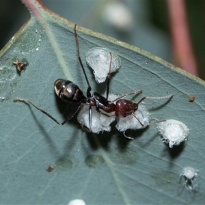 Iridomyrmex purpureus (Meat Ant) at Scullin, ACT - 12 Oct 2025 by AlisonMilton