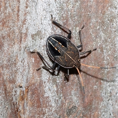 Theseus modestus (Gum tree shield bug) at Scullin, ACT - 12 Oct 2025 by AlisonMilton
