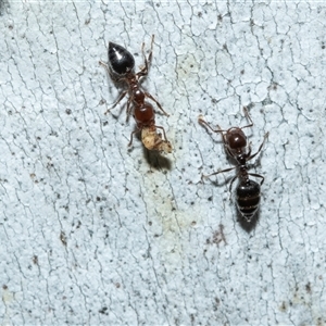Crematogaster sp. (genus) (Acrobat ant, Cocktail ant) at Scullin, ACT - 12 Oct 2025 by AlisonMilton