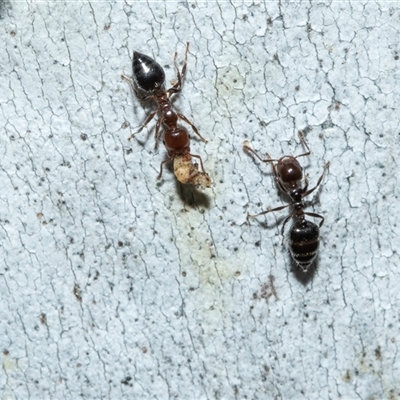 Crematogaster sp. (genus) (Acrobat ant, Cocktail ant) at Scullin, ACT - 12 Oct 2025 by AlisonMilton