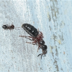 Thynninae (subfamily) (Smooth flower wasp) at Scullin, ACT - 12 Oct 2025 by AlisonMilton