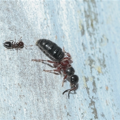 Thynninae (subfamily) (Smooth flower wasp) at Scullin, ACT - 12 Oct 2025 by AlisonMilton