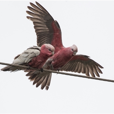 Eolophus roseicapilla (Galah) at North Haven, SA - 21 Sep 2025 by AlisonMilton