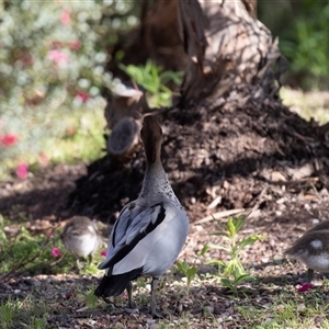 Chenonetta jubata at Adelaide, SA - 19 Sep 2025 10:42 AM