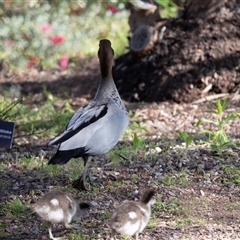 Chenonetta jubata at Adelaide, SA - 19 Sep 2025 10:42 AM