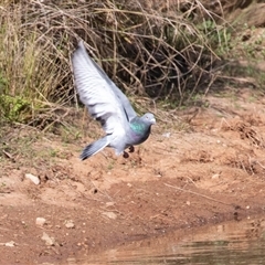 Columba livia (Rock Dove (Feral Pigeon)) at Adelaide, SA - 19 Sep 2025 by AlisonMilton
