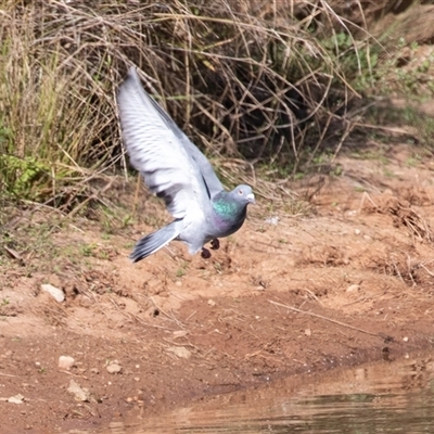 Columba livia (Rock Dove (Feral Pigeon)) at Adelaide, SA - 19 Sep 2025 by AlisonMilton