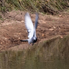 Columba livia at Adelaide, SA - 19 Sep 2025 11:00 AM