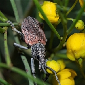 Leptopius sp. (genus) (A weevil) at Flinders Ranges, SA - 24 Sep 2025 by AlisonMilton