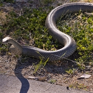 Pseudonaja textilis at Fyshwick, ACT - Today by PeteRav
