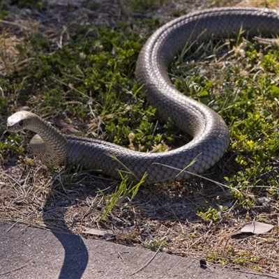 Pseudonaja textilis (Eastern Brown Snake) at Fyshwick, ACT - 15 Oct 2025 by PeteRav