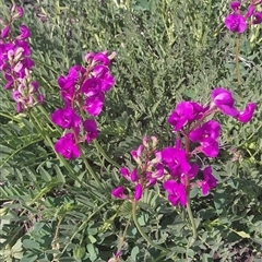 Unverified Plant at Kingsthorpe, QLD - 15 Oct 2025 by Sonya