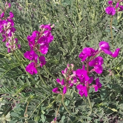 Unverified Plant at Kingsthorpe, QLD - 15 Oct 2025 by Sonya