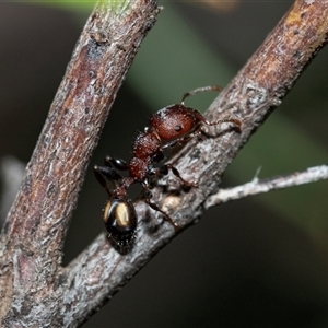 Podomyrma adelaidae (Muscleman tree ant) at Flinders Ranges, SA - 24 Sep 2025 by AlisonMilton