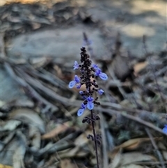 Coleus graveolens (Bush Basil) at Jerrawangala, NSW - 15 Oct 2025 by Csteele4