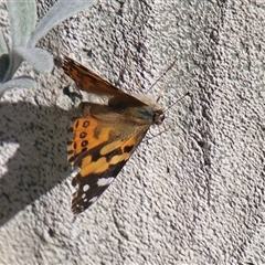 Vanessa kershawi (Australian Painted Lady) at Macarthur, ACT - 15 Oct 2025 by RodDeb