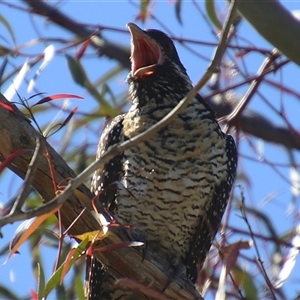 Eudynamys orientalis at Macarthur, ACT - Today by RodDeb