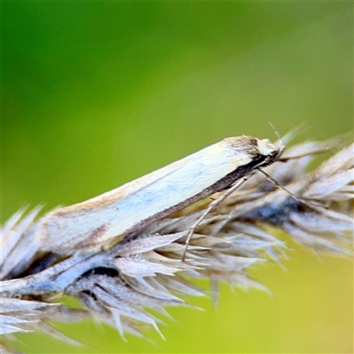 Philobota mathematica group undescribed species. at Murrumbateman, NSW - 15 Oct 2025 by Hejor1