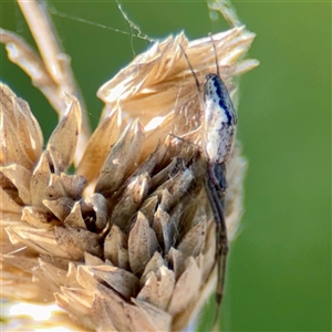 Tetragnatha sp. (genus) at Murrumbateman, NSW - Today by Hejor1