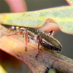 Lemidia sp. (genus) at Murrumbateman, NSW - Today by Hejor1
