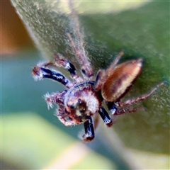 Opisthoncus sp. (genus) (Opisthoncus jumping spider) at Murrumbateman, NSW - 15 Oct 2025 by Hejor1