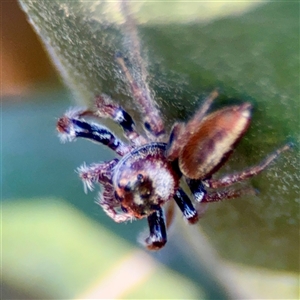 Opisthoncus sp. (genus) at Murrumbateman, NSW - Today by Hejor1