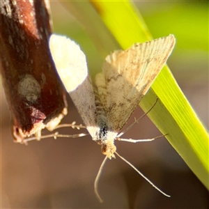 Scopula (genus) (A wave moth (Sterrhinae)) at Murrumbateman, NSW - Today by Hejor1