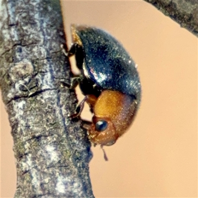 Cryptolaemus montrouzieri (Mealybug ladybird) at Murrumbateman, NSW - 15 Oct 2025 by Hejor1