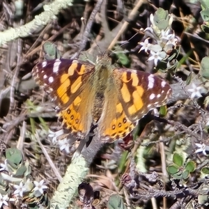 Vanessa kershawi (Australian Painted Lady) at Fadden, ACT - Today by Mike