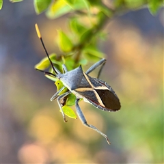 Mictis profana (Crusader Bug) at Murrumbateman, NSW - 15 Oct 2025 by Hejor1