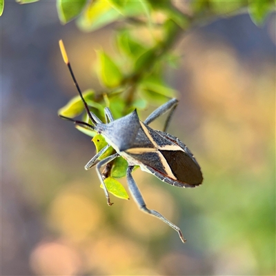 Mictis profana (Crusader Bug) at Murrumbateman, NSW - 15 Oct 2025 by Hejor1