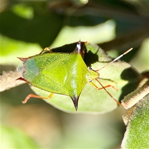 Pentatomidae (family) at Murrumbateman, NSW - Today by Hejor1