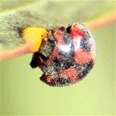Rodolia cardinalis (Vedalia Beetle or Cardinal Ladybird) at Murrumbateman, NSW - 15 Oct 2025 by Hejor1
