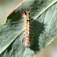 Acyphas semiochrea (Omnivorous Tussock Moth) at Murrumbateman, NSW - 15 Oct 2025 by Hejor1