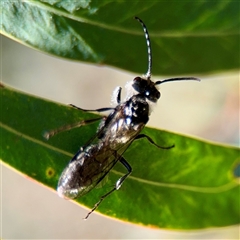 Australelis anthracina at Murrumbateman, NSW - 15 Oct 2025 by Hejor1