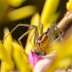 Oxyopes (genus) at Murrumbateman, NSW - Today by Hejor1