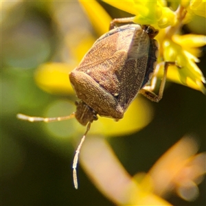 Dictyotus sp. (genus) at Murrumbateman, NSW - Today by Hejor1
