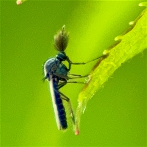 CERATOPOGONIDAE at Murrumbateman, NSW - Today by Hejor1