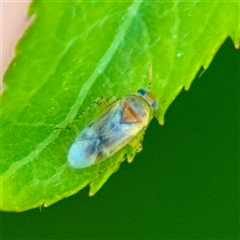 Campylomma liebknechti (Apple Dimpling Bug) at Murrumbateman, NSW - 15 Oct 2025 by Hejor1