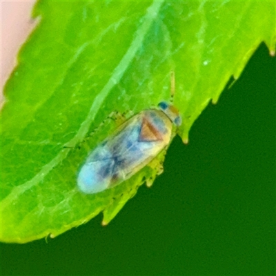 Campylomma liebknechti (Apple Dimpling Bug) at Murrumbateman, NSW - 15 Oct 2025 by Hejor1