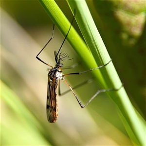 Gynoplistia sp. (genus) at Murrumbateman, NSW - Today by Hejor1