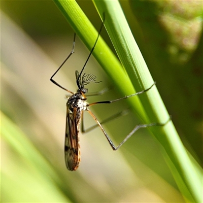 Gynoplistia sp. (genus) at Murrumbateman, NSW - 15 Oct 2025 by Hejor1