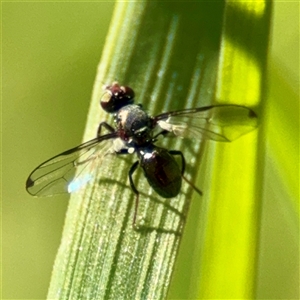 Pogonortalis doclea at Murrumbateman, NSW - Today by Hejor1