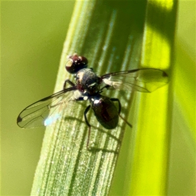 Pogonortalis doclea at Murrumbateman, NSW - 15 Oct 2025 by Hejor1