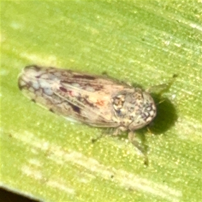 Orosius orientalis (Common Brown Leafhopper) at Murrumbateman, NSW - 15 Oct 2025 by Hejor1