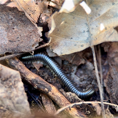Ommatoiulus moreleti at Murrumbateman, NSW - 15 Oct 2025 by Hejor1