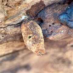 Psychidae (family) IMMATURE at Murrumbateman, NSW - 15 Oct 2025 by Hejor1